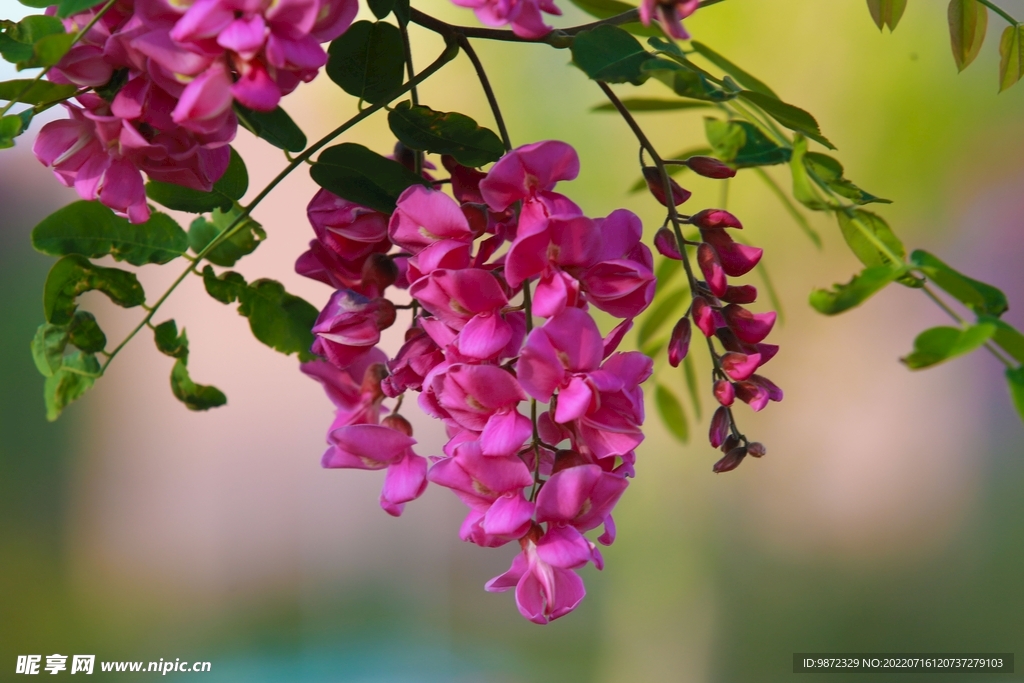香花槐