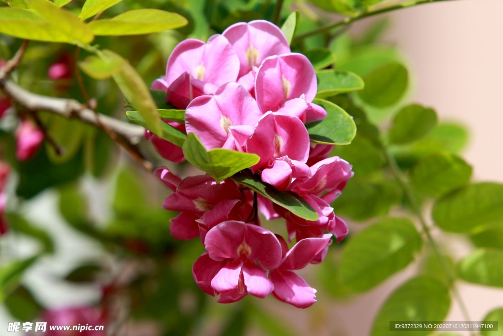 香花槐
