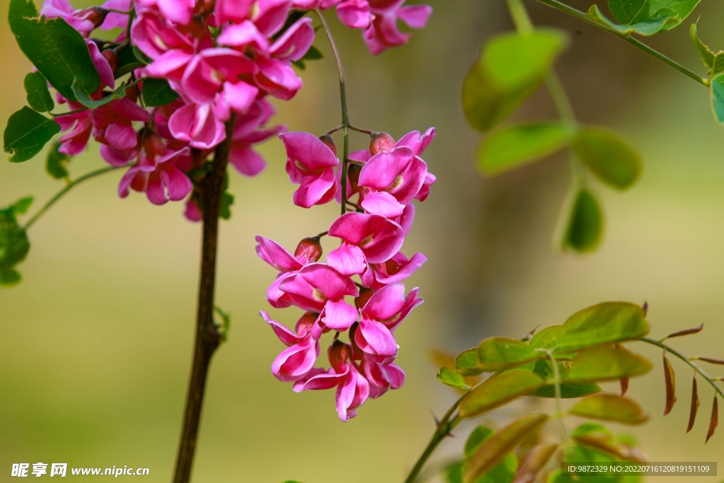 香花槐