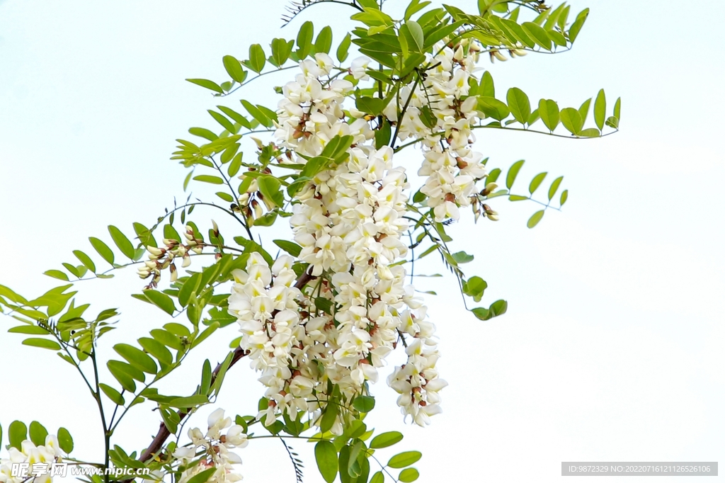 香花槐