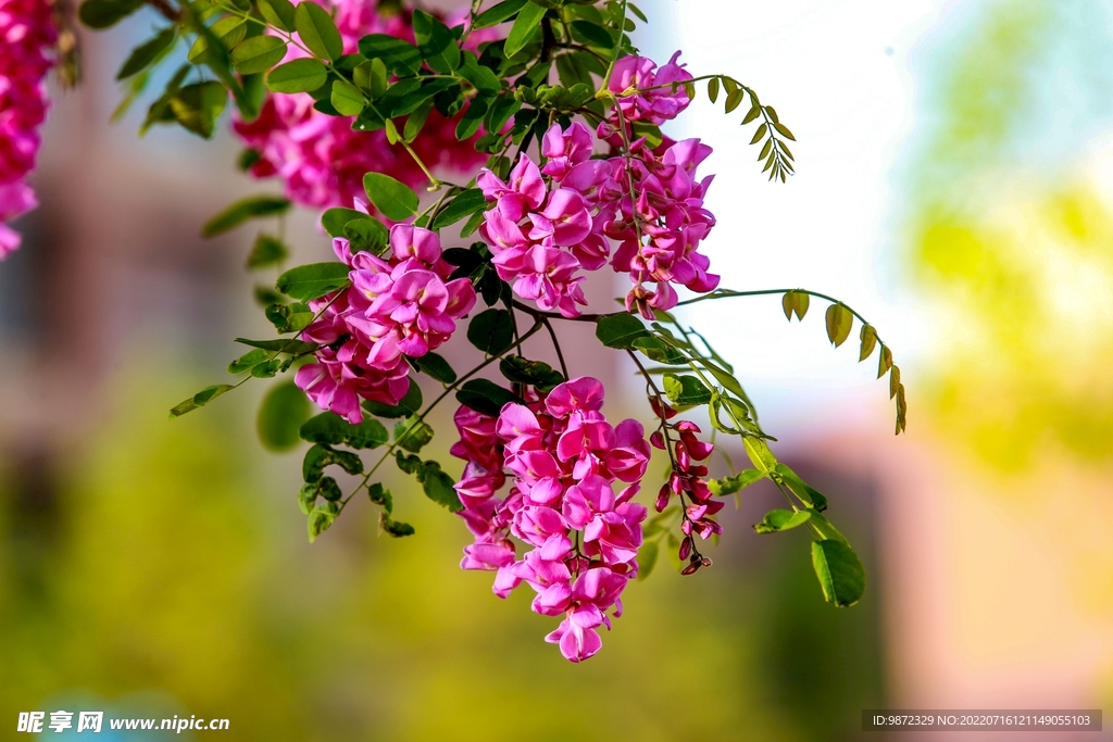 香花槐