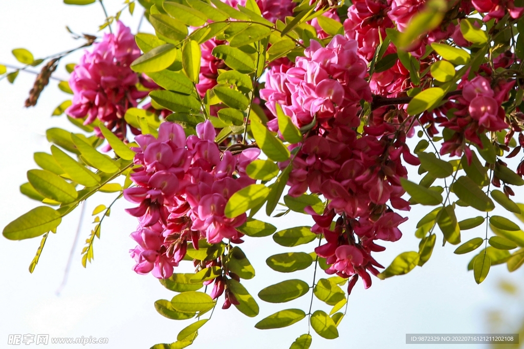香花槐