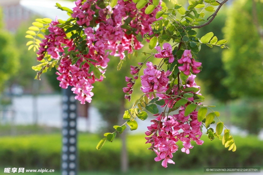 香花槐