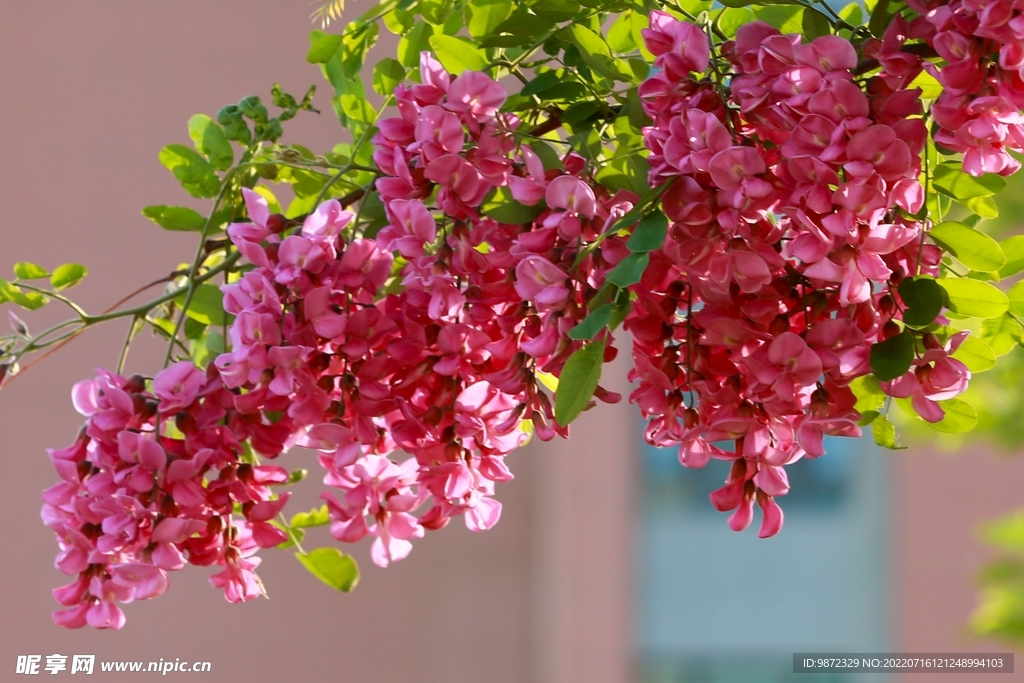 香花槐
