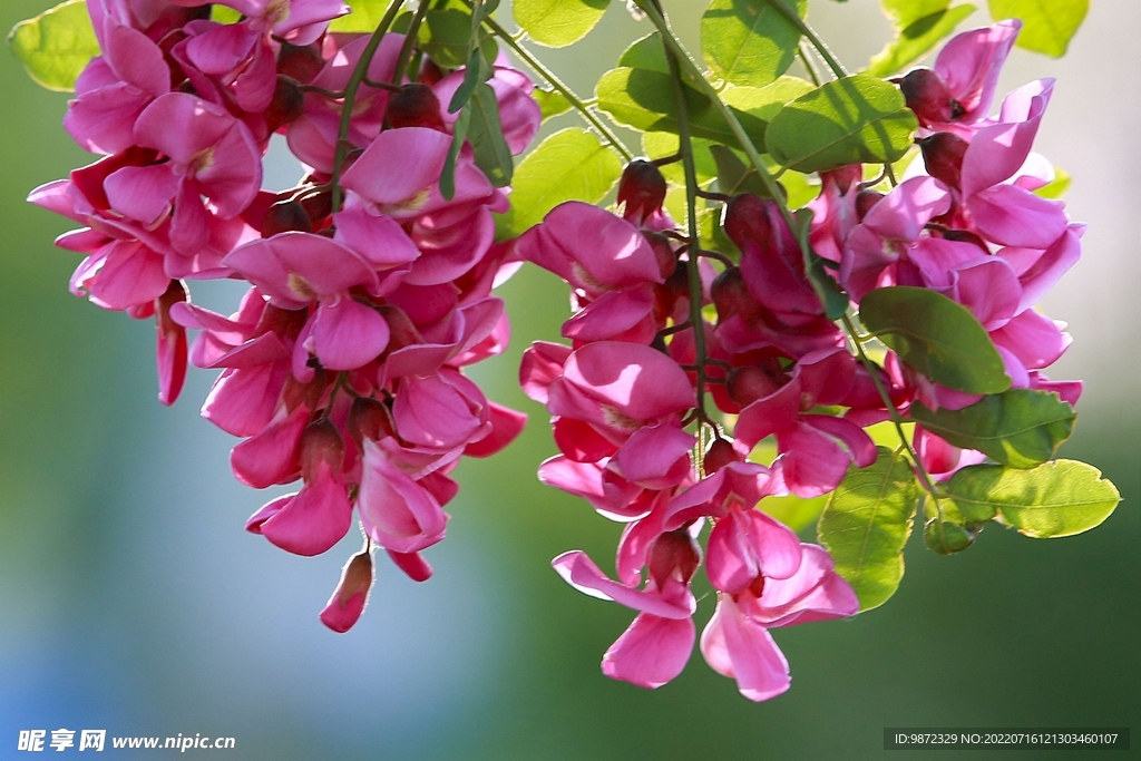 香花槐