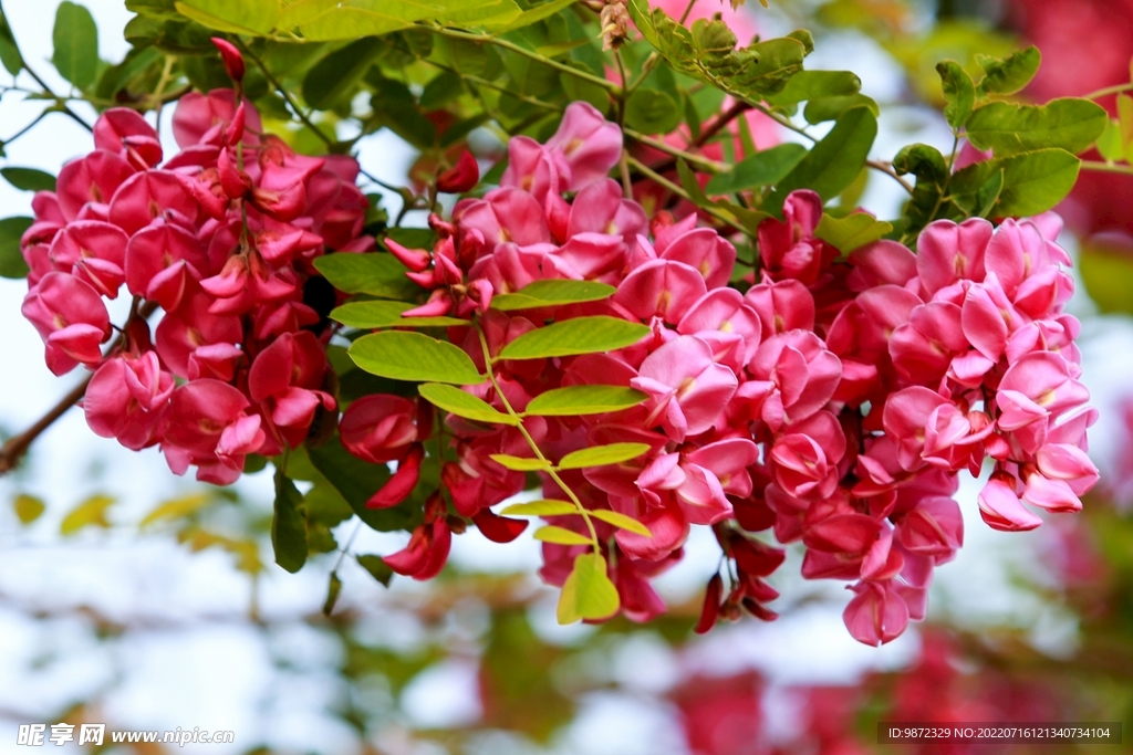 香花槐