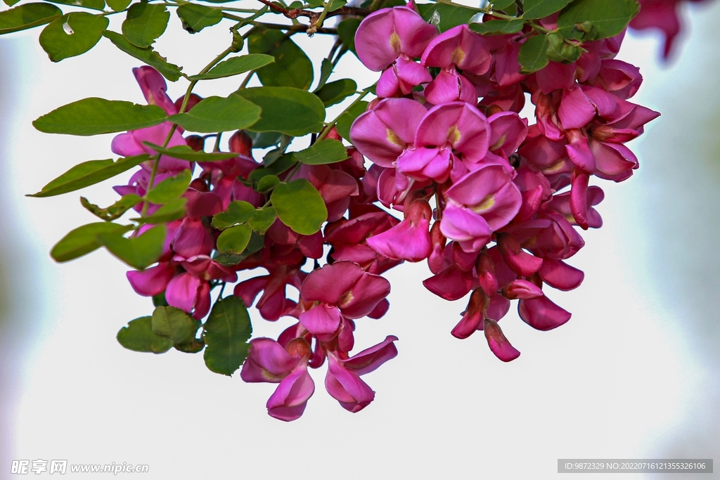 香花槐