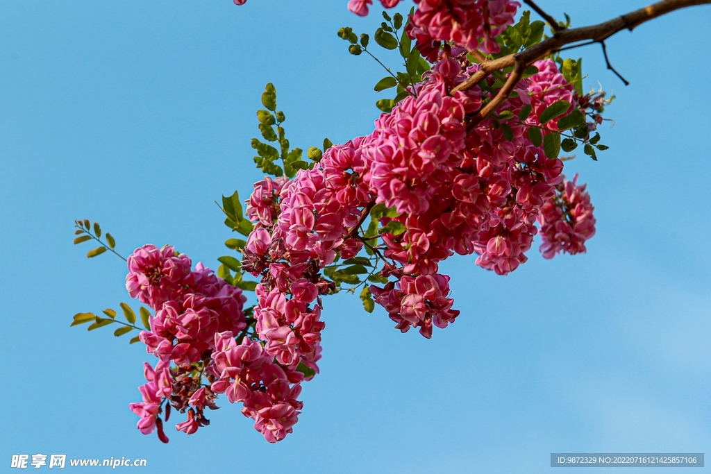 香花槐