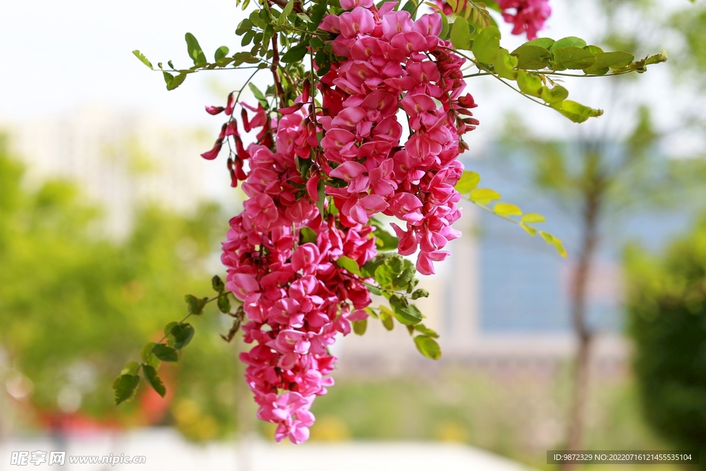 香花槐