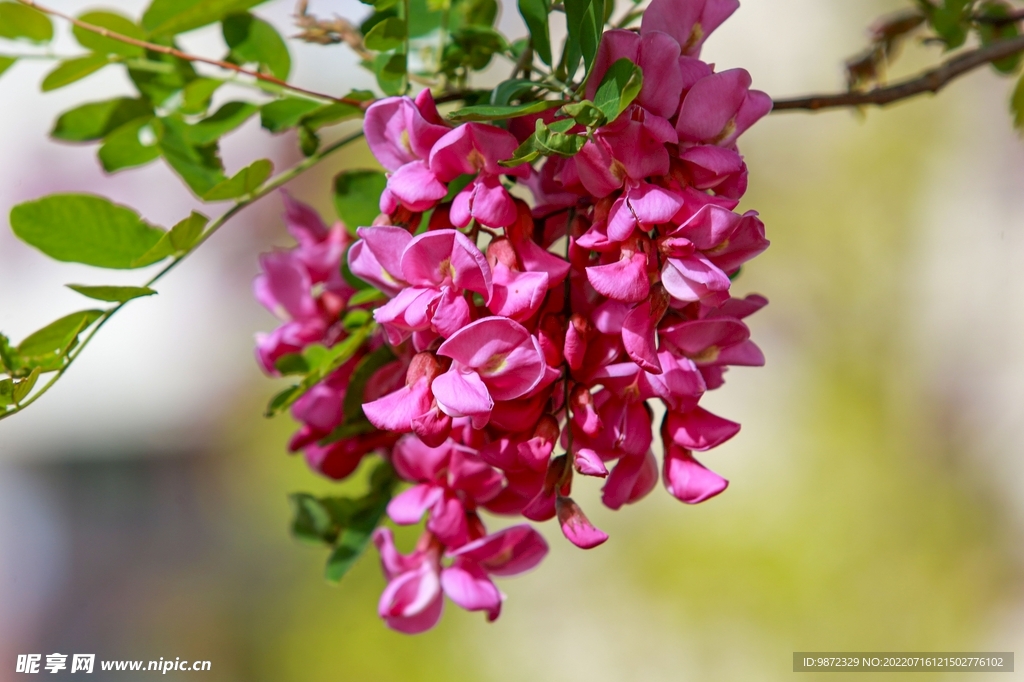 香花槐
