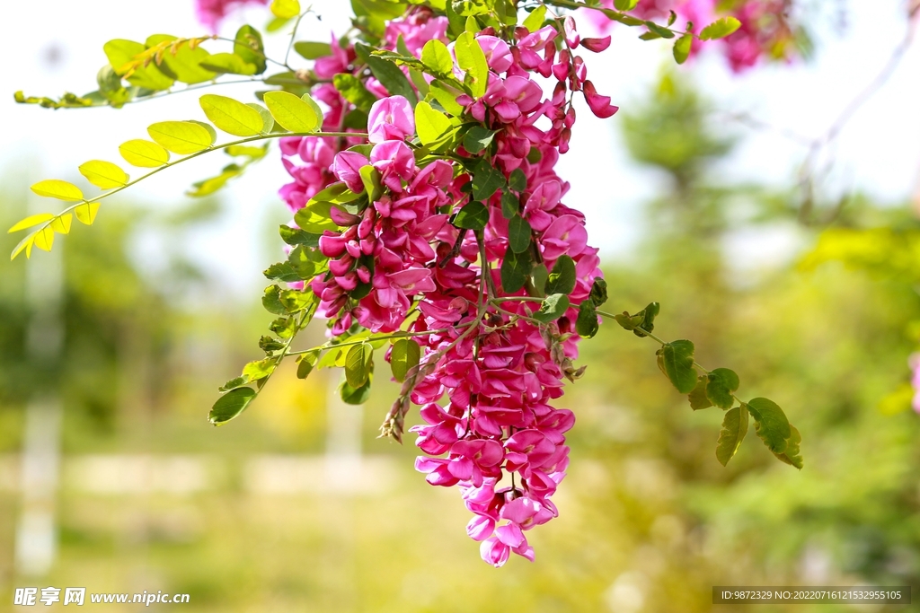 香花槐