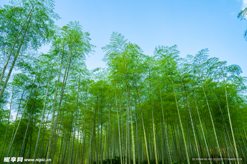 户外竹林自然景观