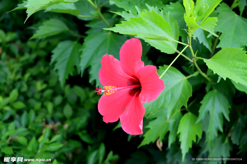 朱槿花