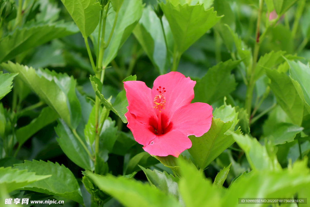 扶桑花