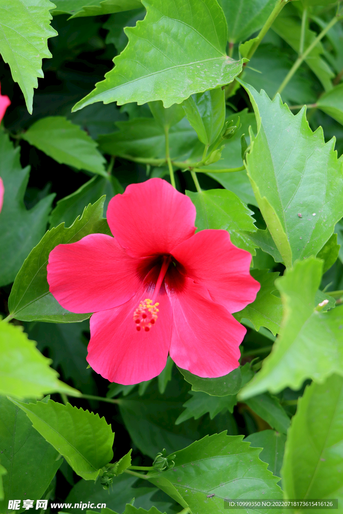 朱槿花