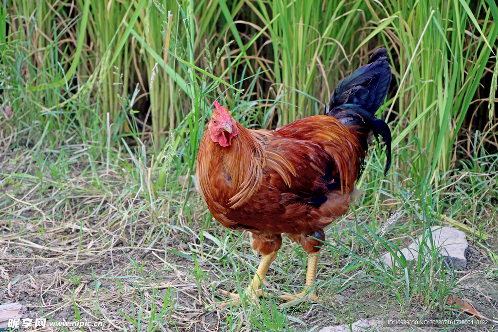 田园土鸡