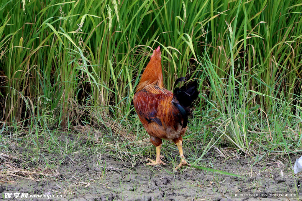 田园土鸡