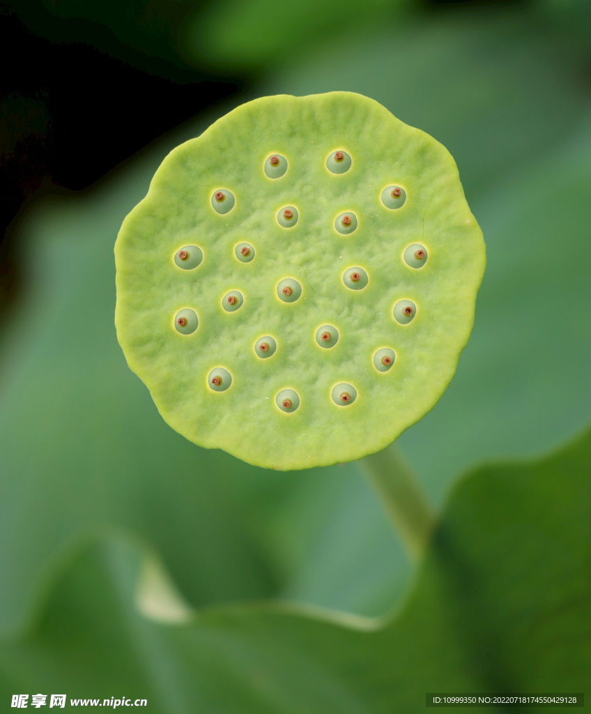 莲蓬莲子