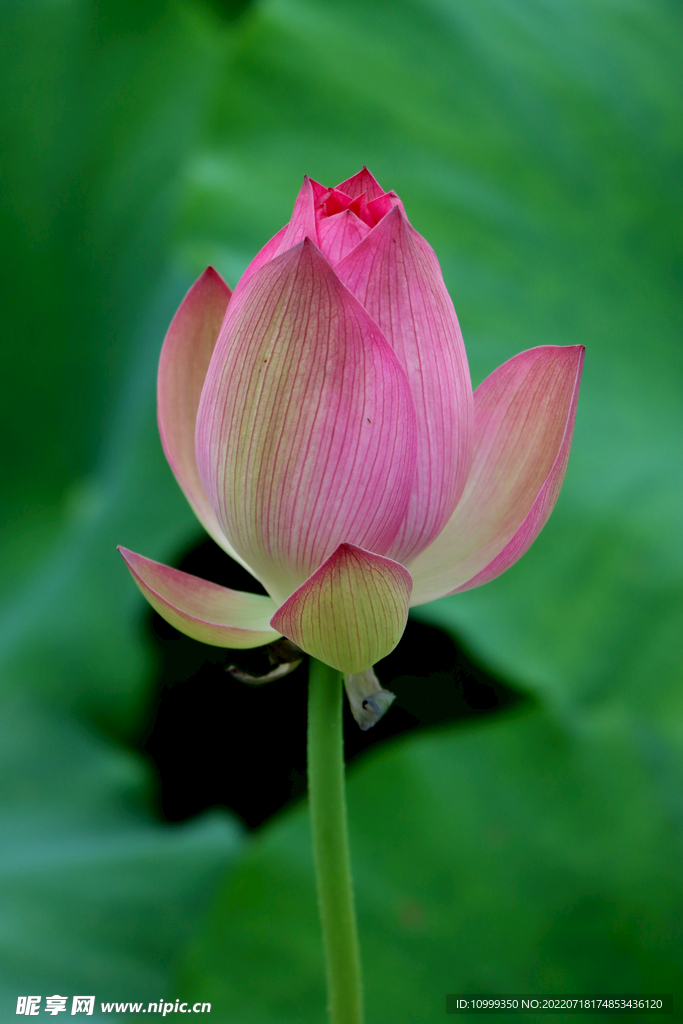 荷花花苞