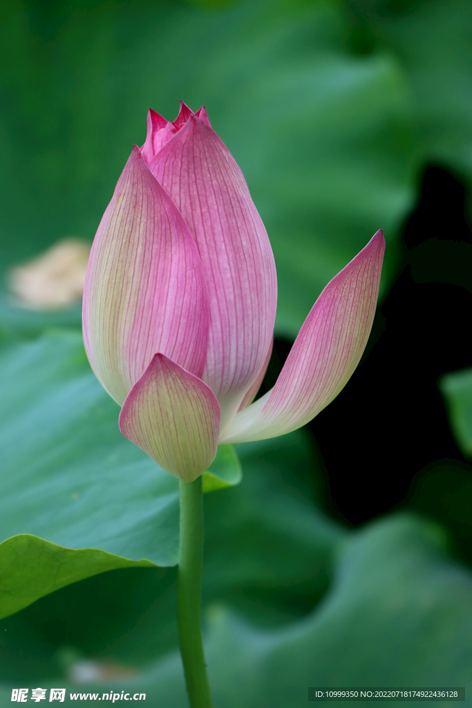 荷花花苞