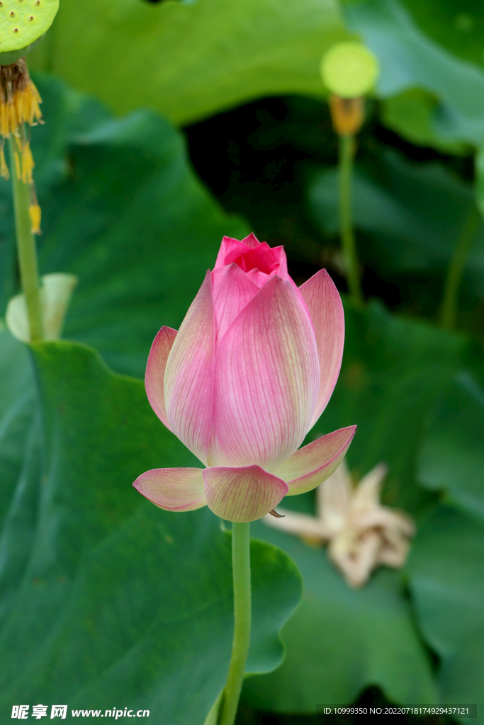 荷花花苞