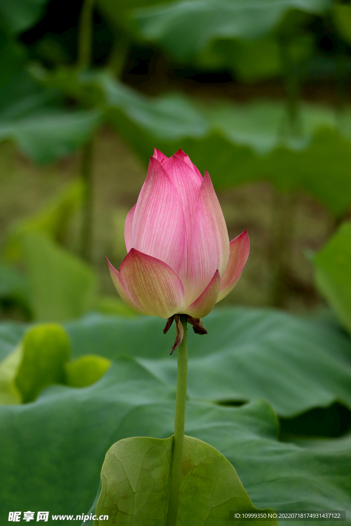 荷花花苞
