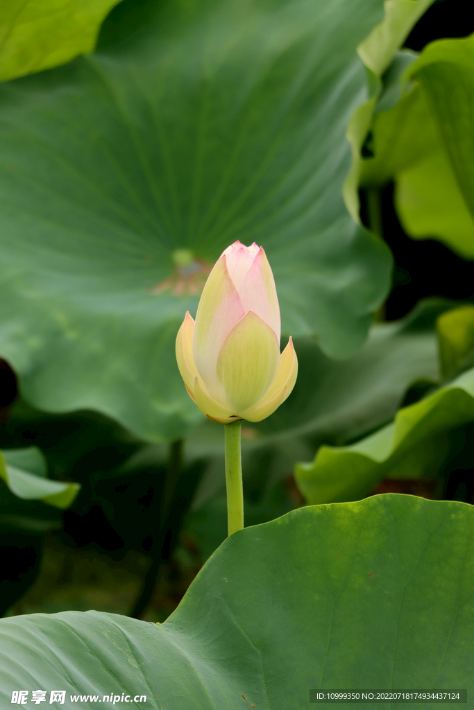 荷花花苞