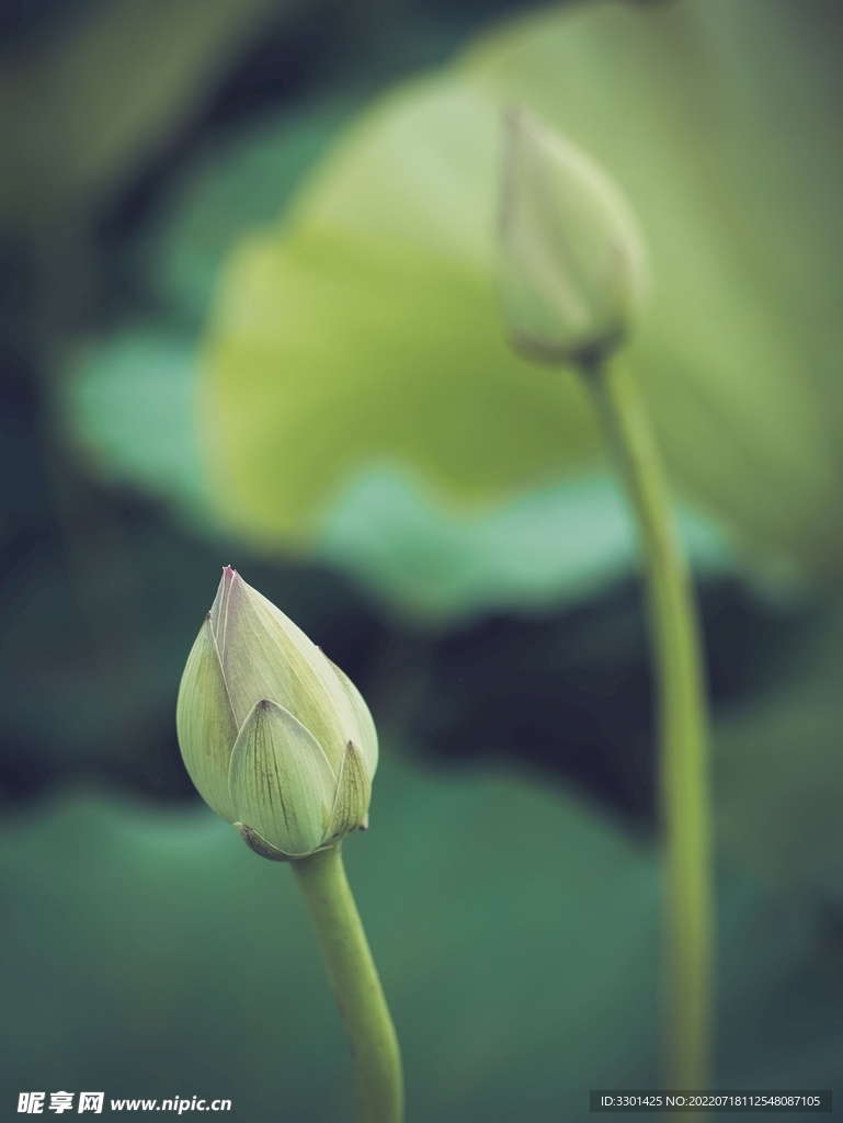莲花花苞 