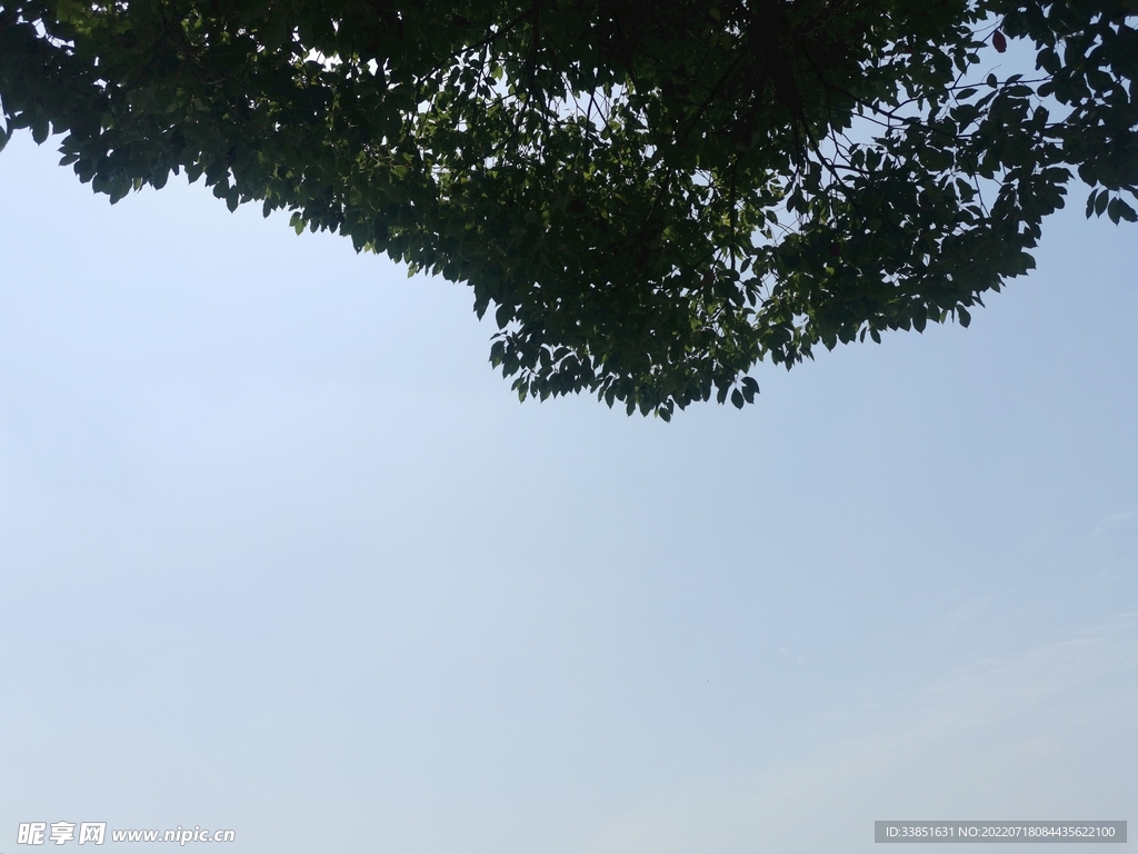 树荫蓝天