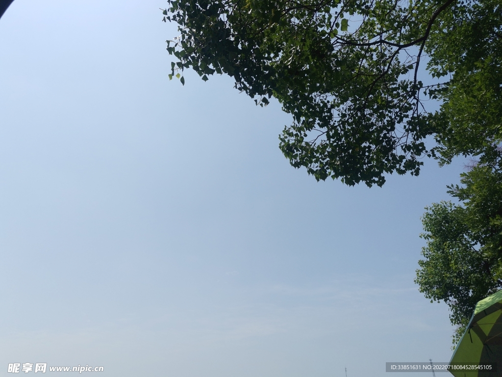 树荫蓝天