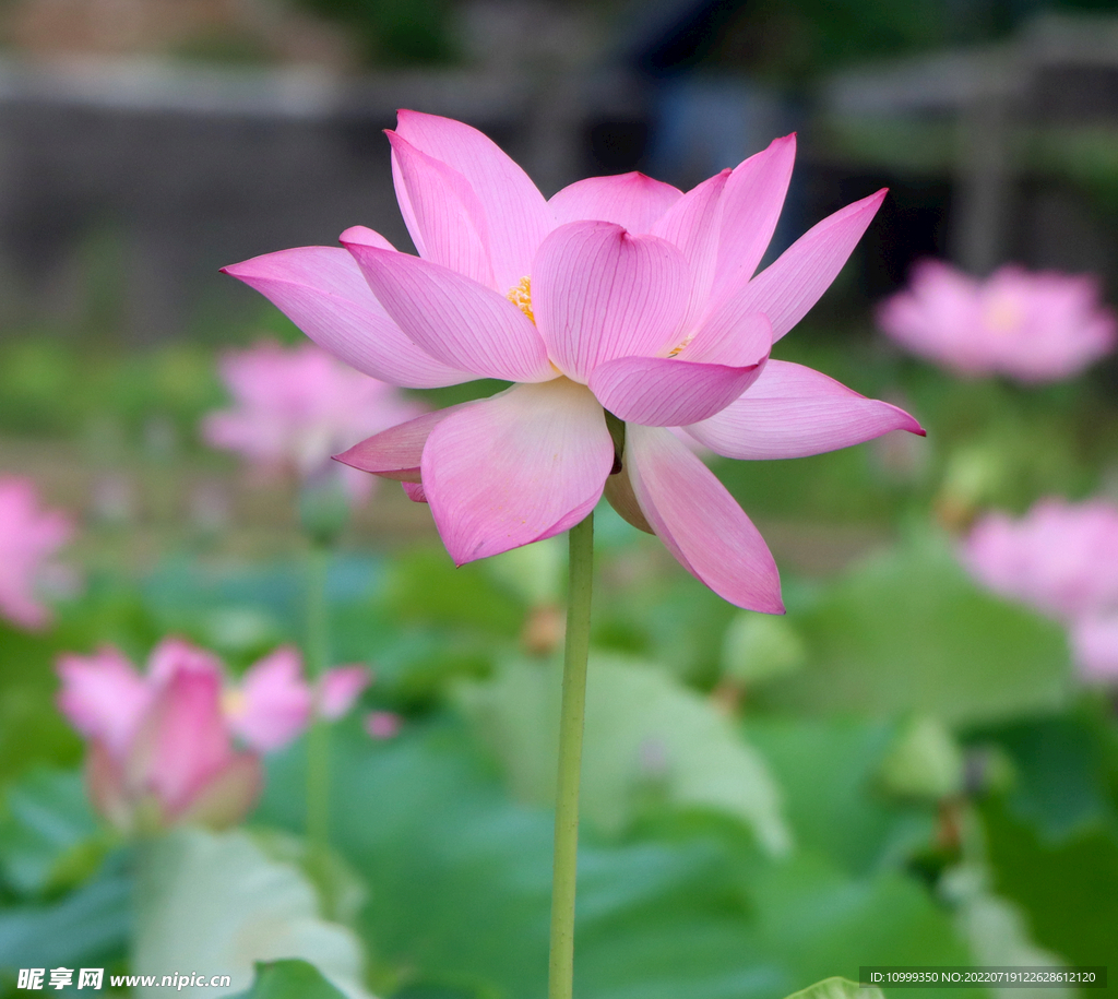 粉色荷花