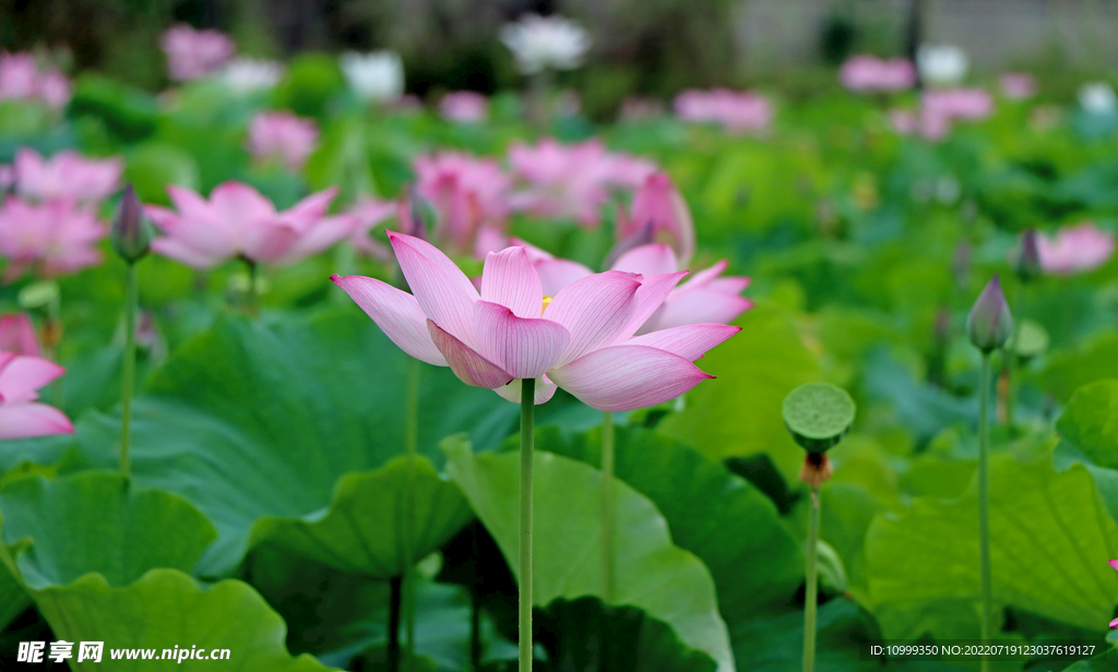 荷花绽放