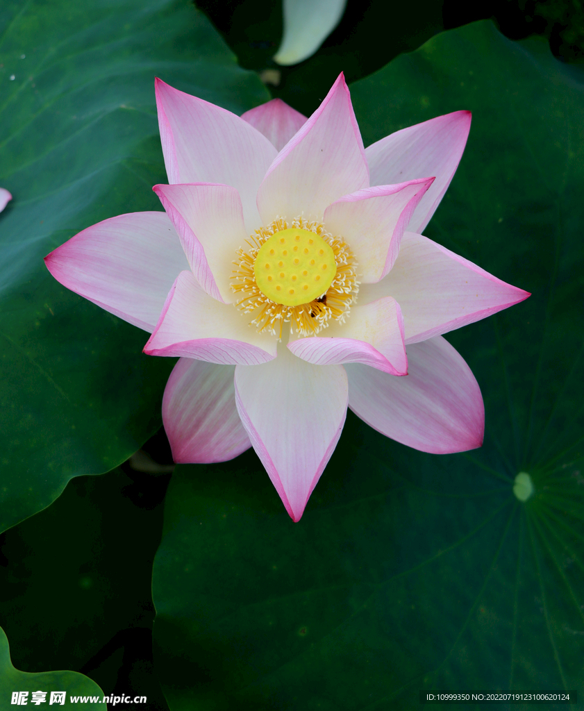 荷花特写