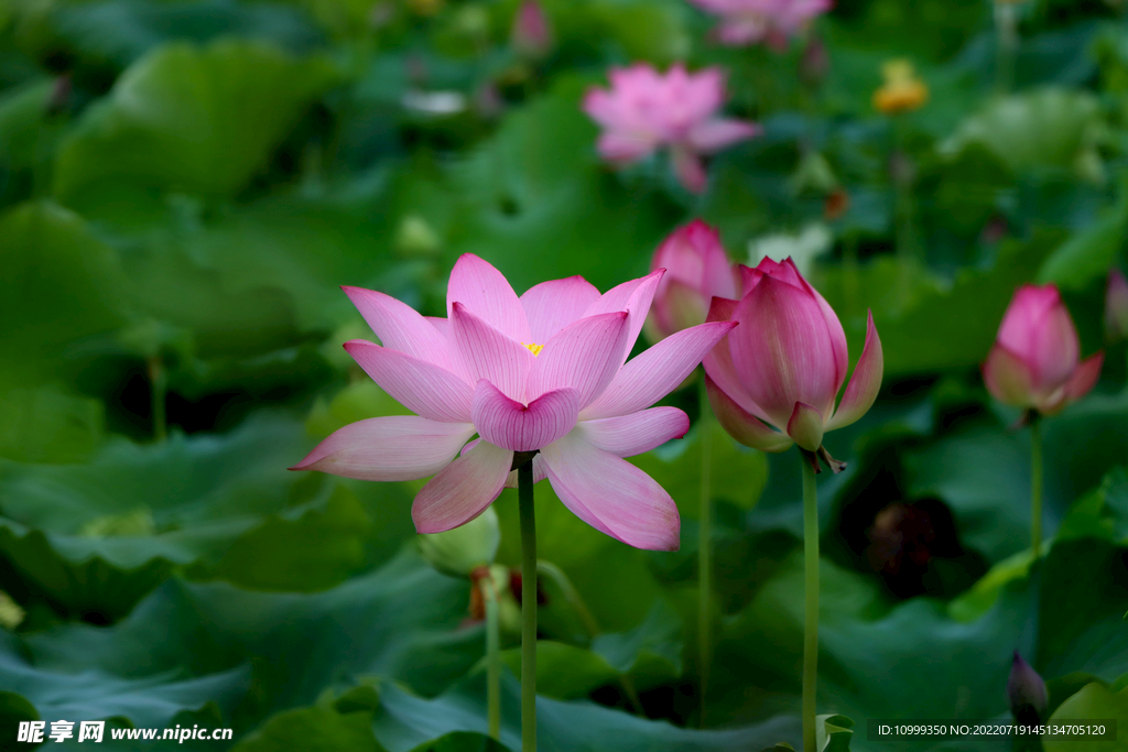 荷花特写