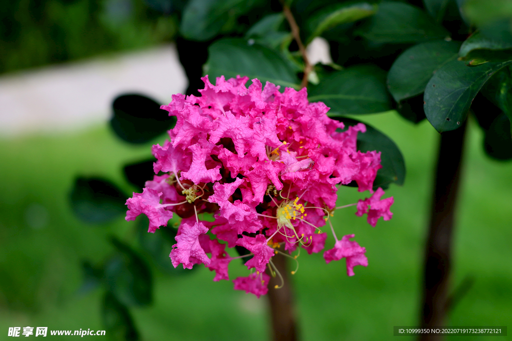 痒痒花