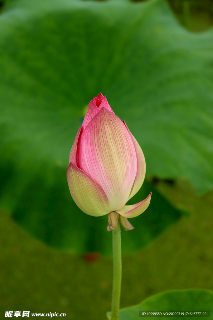 荷花花苞