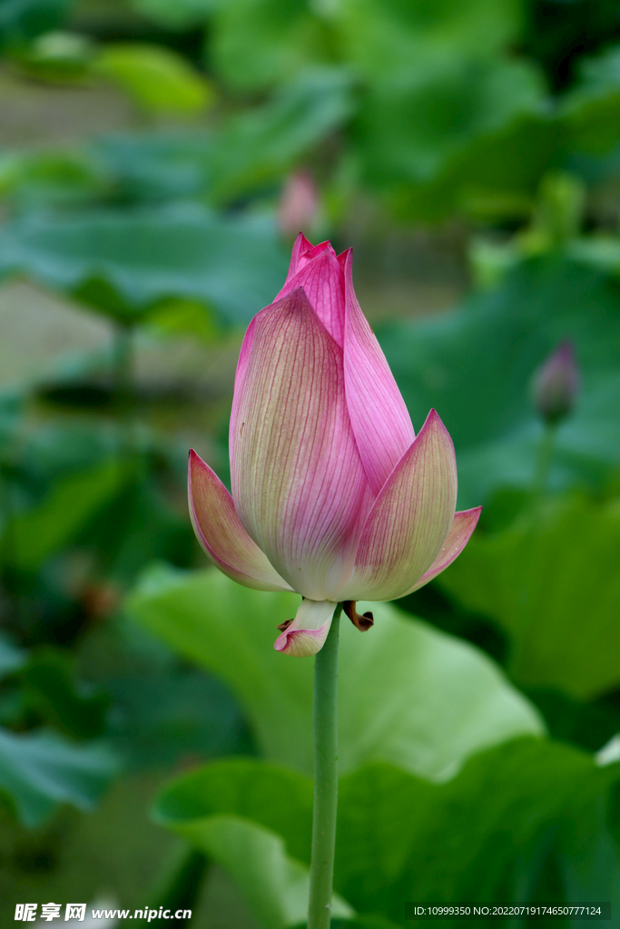 荷花花苞