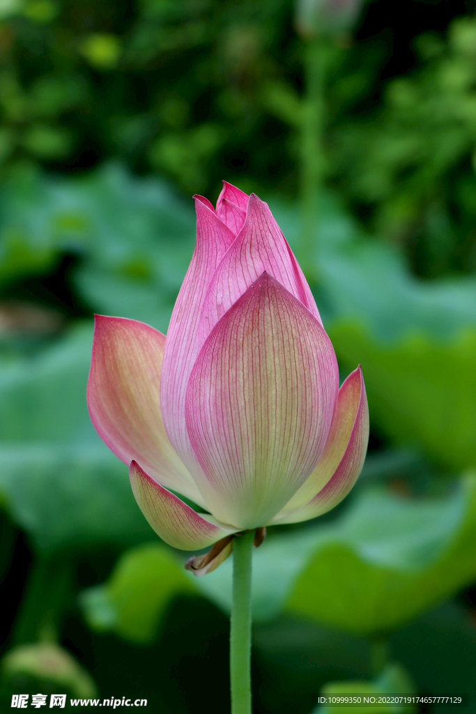 荷花花苞