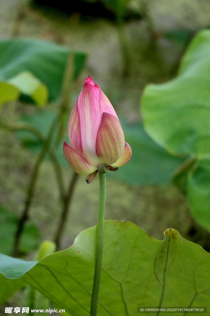 荷花花苞