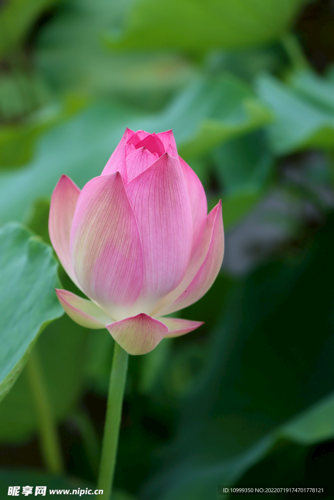 荷花花苞