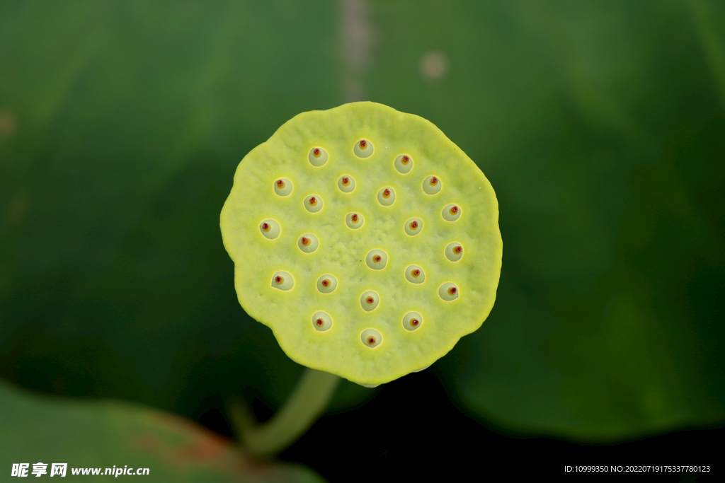 莲蓬莲子