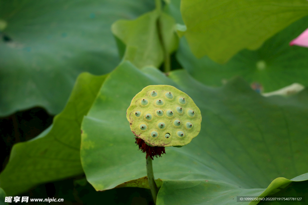 莲蓬莲子