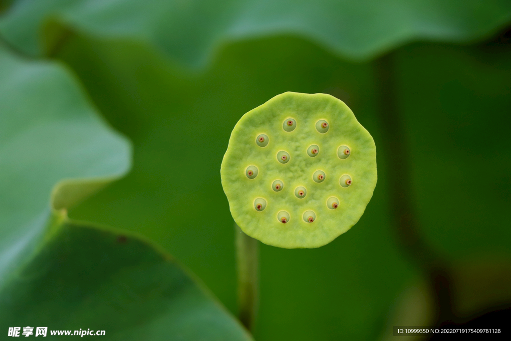 莲蓬莲子