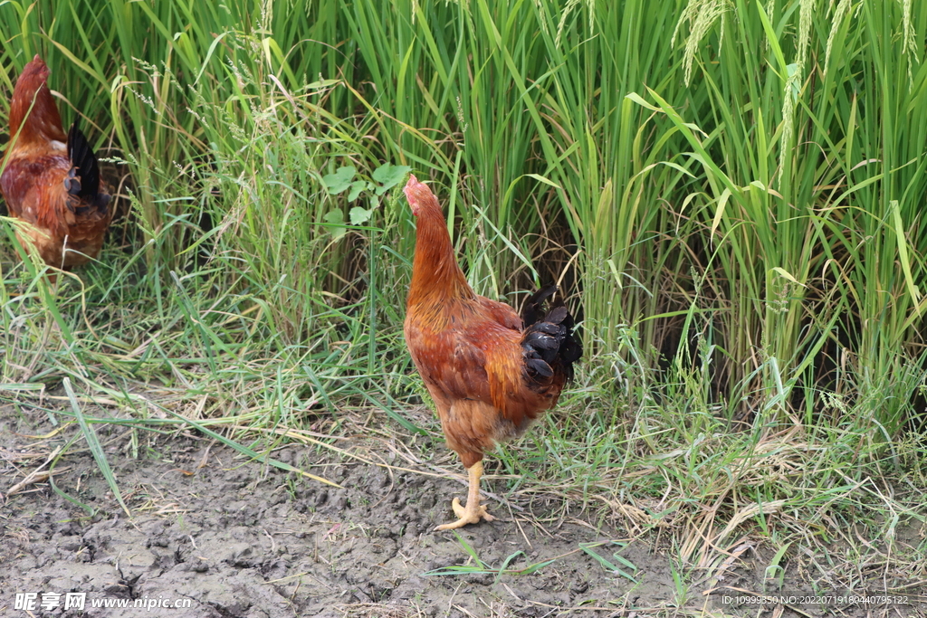 稻田土鸡