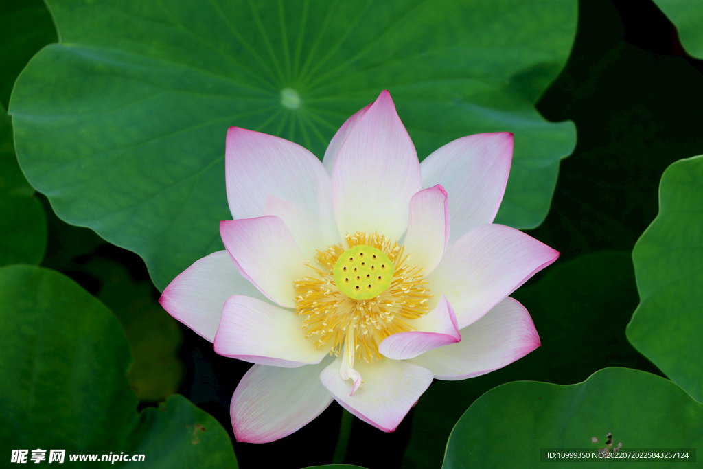 荷花特写