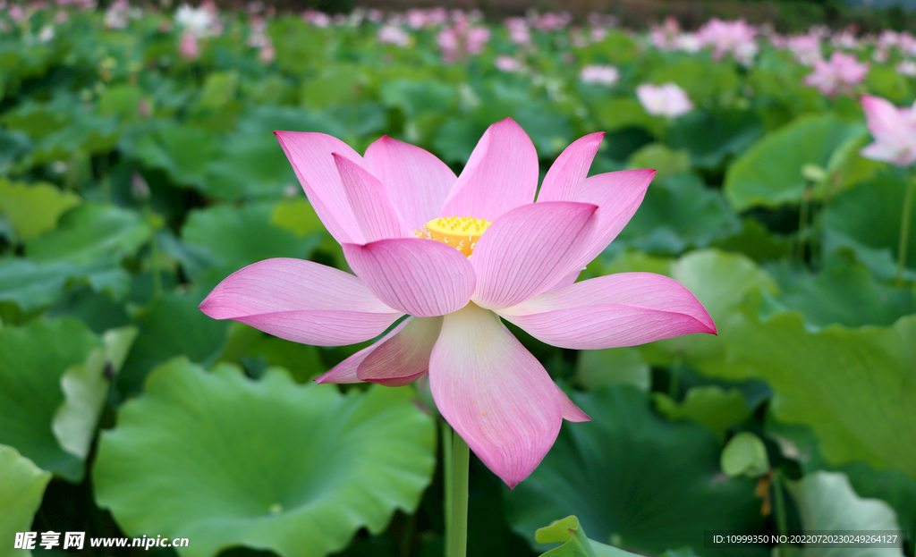 荷花特写