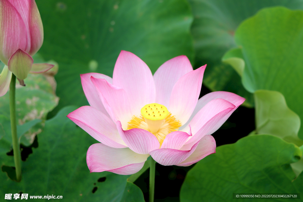 荷花特写