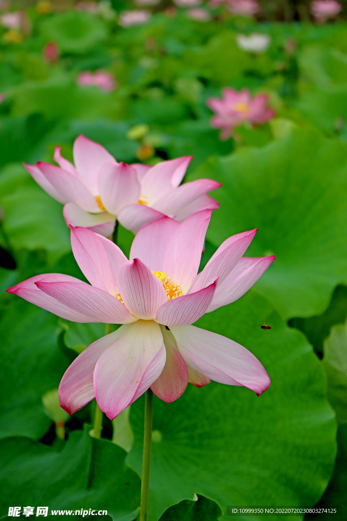 荷花特写