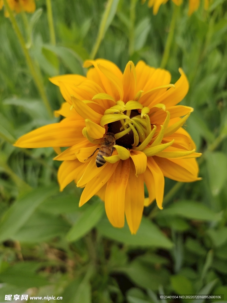 黑心金光菊小蜜蜂菜花蜜花草植物
