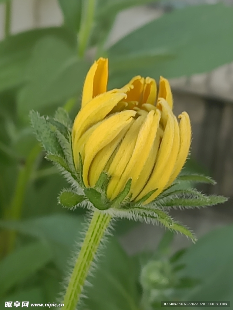 阳光下的单枝黑心金光菊花苞特写
